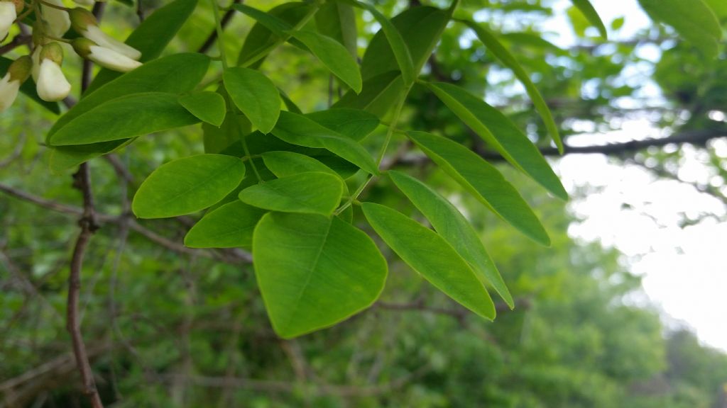 Robinia pseudoacacia / Robinia